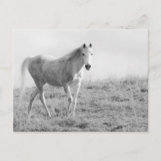 Carte Postale Cheval blanc monochrome