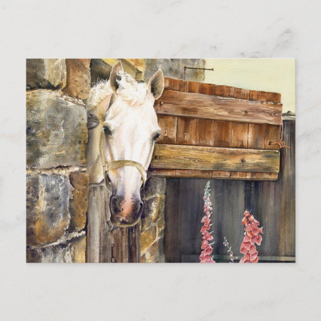 Carte Postale Cheval blanc 'Naughty Boy' dans une grange (Devant)
