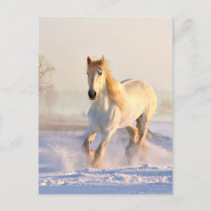 Carte Postale Cheval Blanc, Neige Blanche