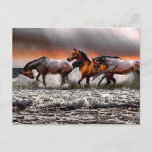 Carte Postale Cheval Blanc Noir Image Monochrome