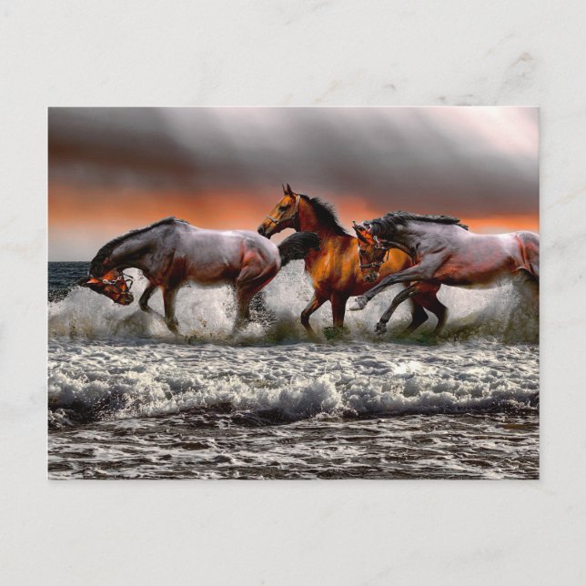 Carte Postale Cheval Blanc Noir Image Monochrome (Devant)