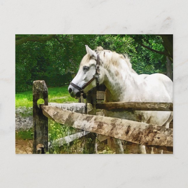 Carte Postale Cheval Blanc regardant (Devant)