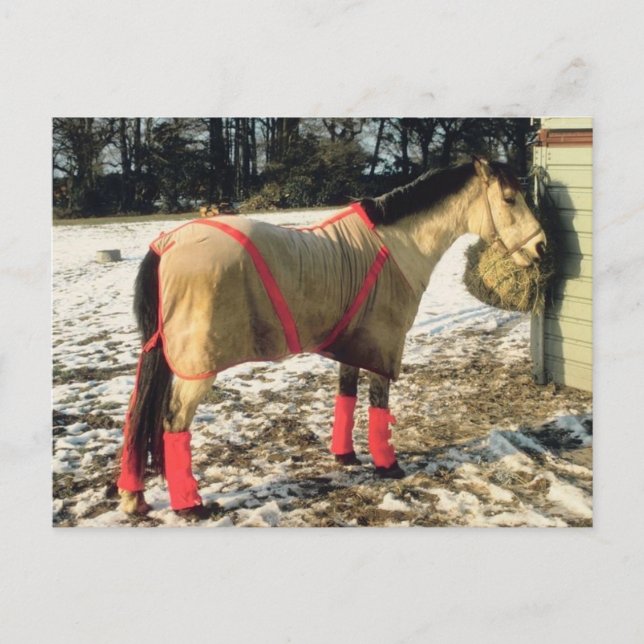 Carte Postale Cheval blanchi en hiver (Devant)
