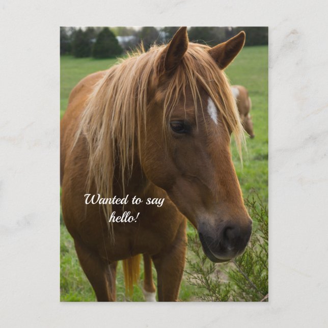 Carte postale Cheval Bonjour (Devant)