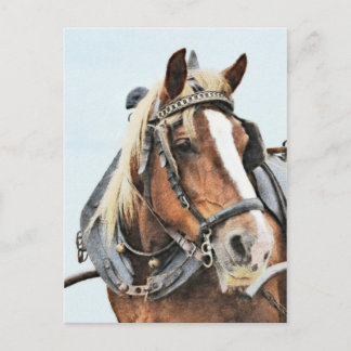 Carte Postale Cheval breton en harnais