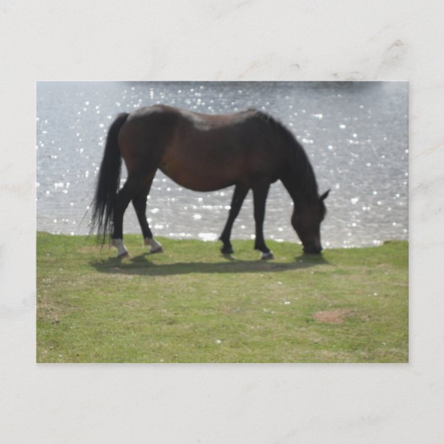 Carte Postale Cheval broutant devant le lac éclairé par le solei (Devant)