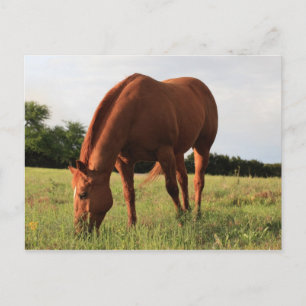 Carte postale Cheval Brown