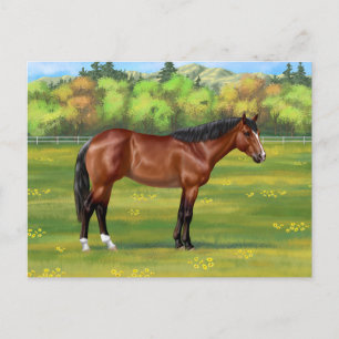 Carte Postale Cheval Brown Bay Quarter