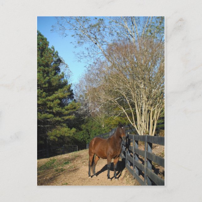 Carte Postale Cheval Brown contre une clôture (Devant)