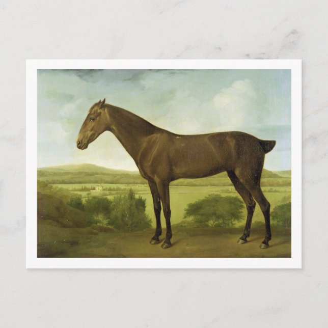 Carte Postale Cheval Brown dans un paysage accidenté, (Devant)