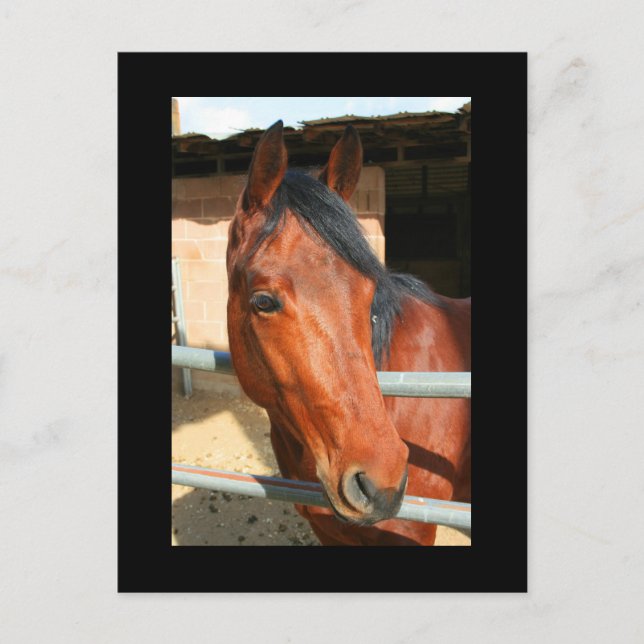 Carte postale Cheval Brown foncé (Devant)