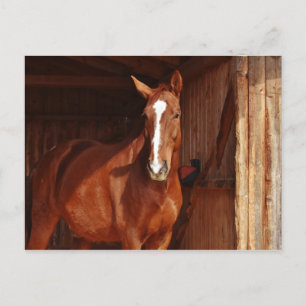 Carte Postale Cheval Brun avec Liste Blanche dans une Grange