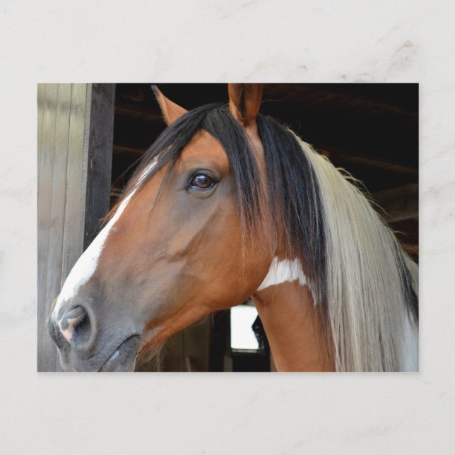 Carte Postale Cheval Brun Éclair Blanc Crinière Noire et Blanche (Devant)