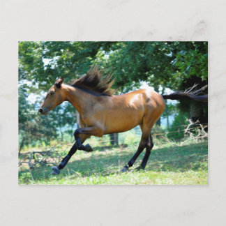 Carte Postale Cheval Buckskin Morgan