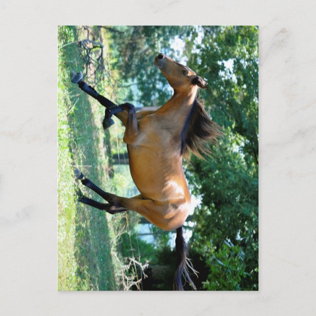 Carte Postale Cheval Buckskin Morgan (Devant)