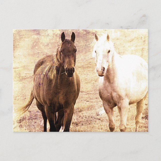 Carte Postale Cheval Buddies Sepia (Devant)