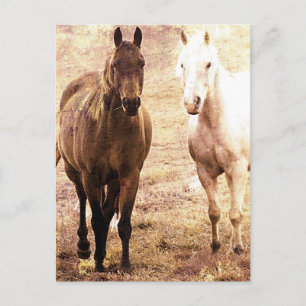Carte Postale Cheval Buddies Sepia