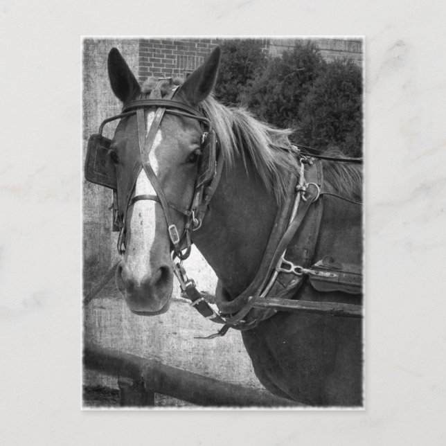 Carte Postale Cheval Buggy à la poste Hitching (Devant)