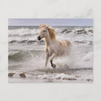 Cheval Camargue sortant de la vague