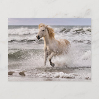 Carte Postale Cheval Camargue sortant de la vague