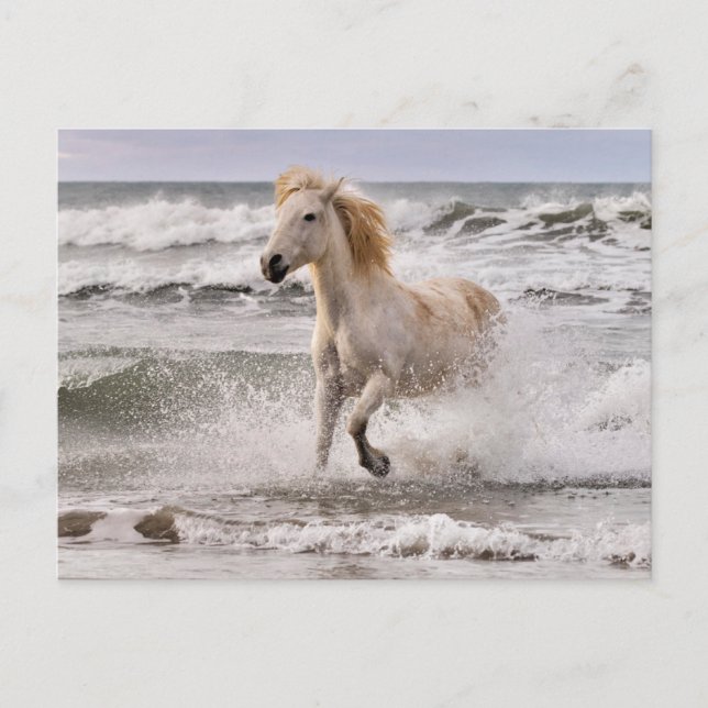 Carte Postale Cheval Camargue sortant de la vague (Devant)