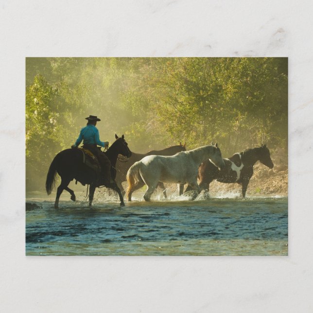 Carte Postale Cheval cavalier éleveur de chevaux (Devant)