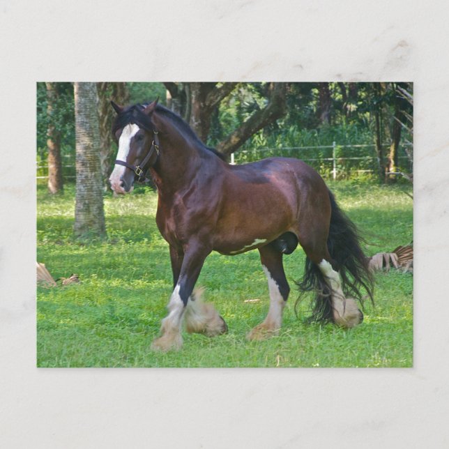 Carte Postale Cheval Clydesdale (Devant)