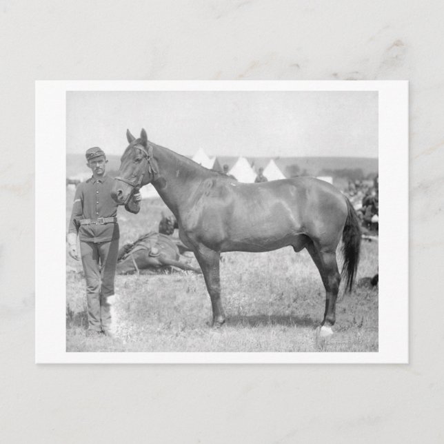 Carte Postale Cheval "Comanche" le seul Survivant du Custer (Devant)