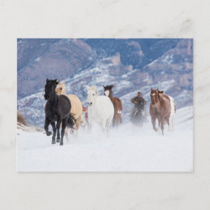 Carte Postale Cheval courant à travers la neige