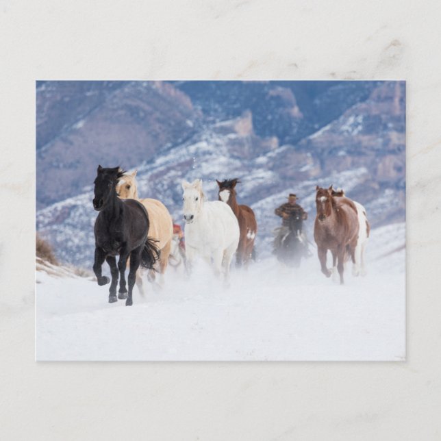 Carte Postale Cheval courant à travers la neige (Devant)