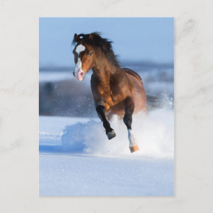 Carte Postale Cheval courant à travers le champ en hiver