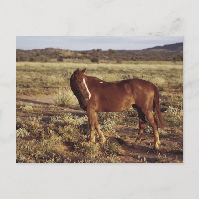 Carte Postale Cheval dans le pâturage (Devant)