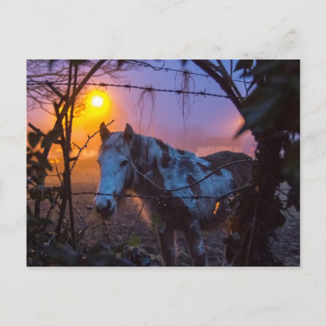 Carte Postale Cheval dans Sunset Irish Fog (Devant)
