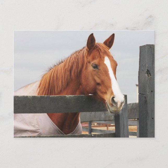 Carte Postale Cheval Dans Une Couverture Au Coin De La clôture (Devant)