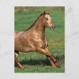 Carte Postale Cheval d'Appaloosa fonctionnant dans le domaine