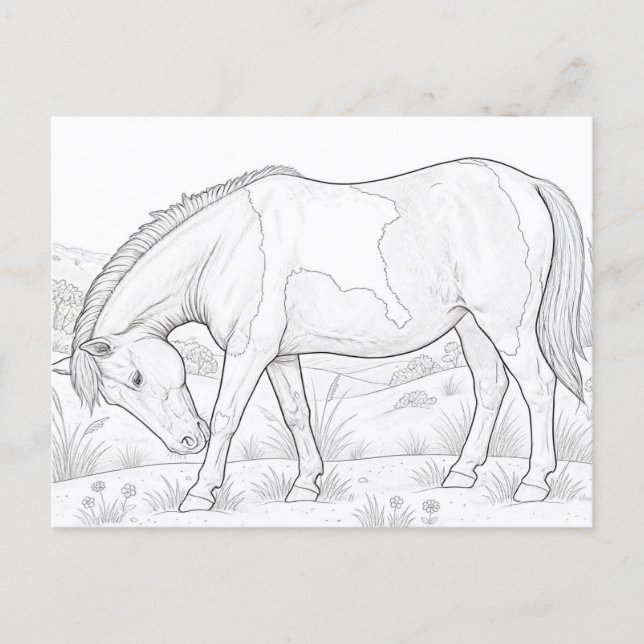 Carte Postale Cheval d'Assateague (Devant)