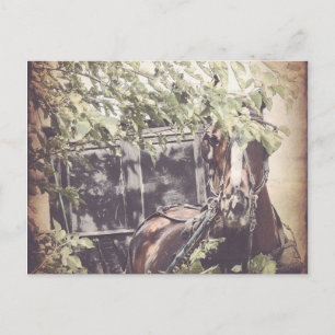 Carte Postale Cheval d'attente Amish