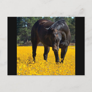 Carte Postale Cheval de baie dans un champ de fleurs jaunes