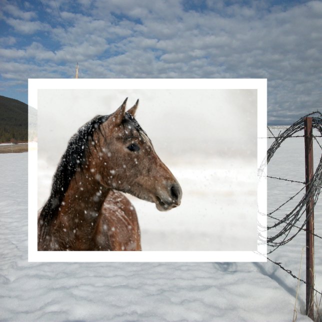 Carte Postale Cheval de baie en neige douce (Créateur téléchargé)