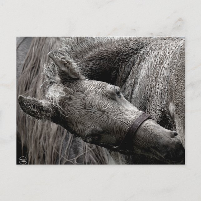 Carte Postale Cheval de bébé humide (Devant)