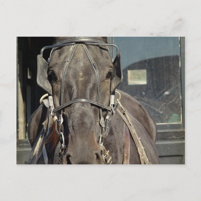 Carte Postale Cheval de buggy amish (Devant)
