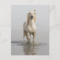 Cheval de Camargue courant dans l'eau
