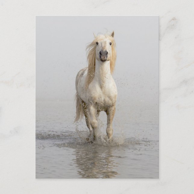 Carte Postale Cheval de Camargue courant dans l'eau (Devant)