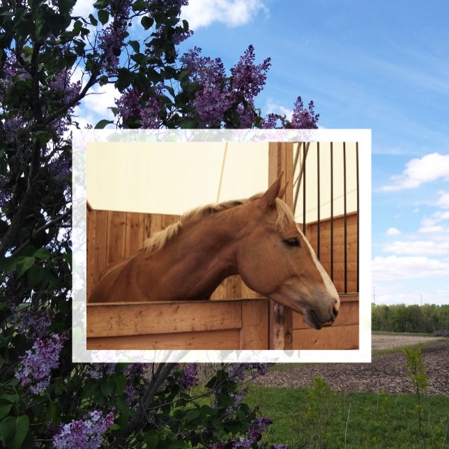 Carte Postale Cheval de châtaignes avec lame en décrochage (Créateur téléchargé)