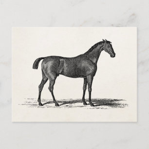 Carte Postale Cheval de course anglais des années 1800 vintage -