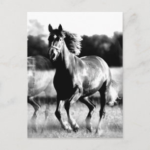 Carte Postale Cheval de course B&W