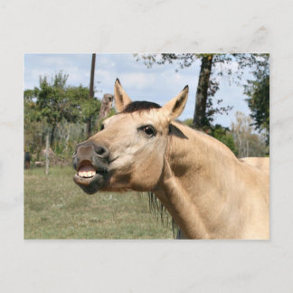 Carte Postale Cheval de discussion