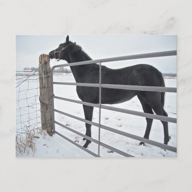 Carte Postale Cheval de ferme (Devant)