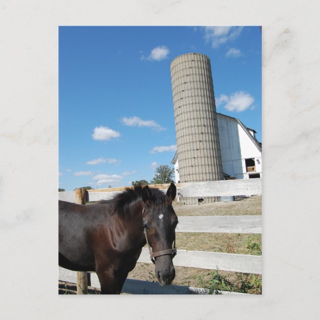 Carte Postale Cheval de ferme (Devant)