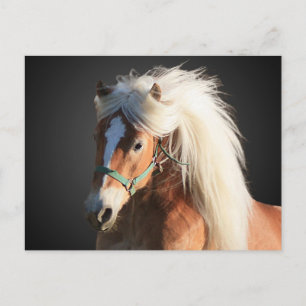 Carte Postale Cheval de Haflinger